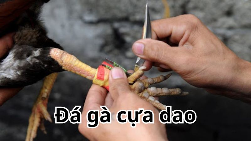 Đá gà cựa dao