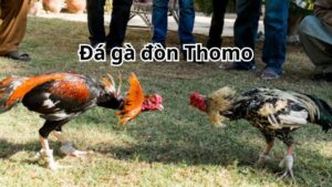 Đá gà đòn Thomo