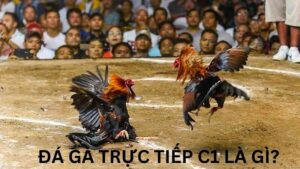 Đá gà trực tiếp c1 là gì?