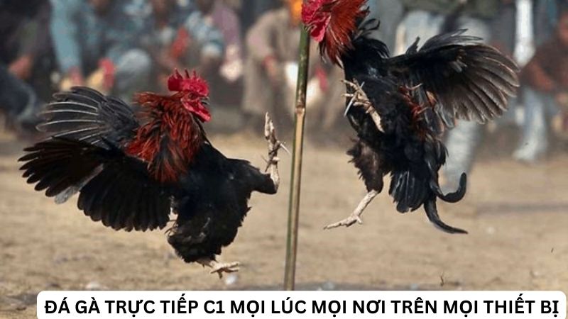 Đá gà trực tiếp c1 mọi lúc mọi nơi trên mọi thiết bị