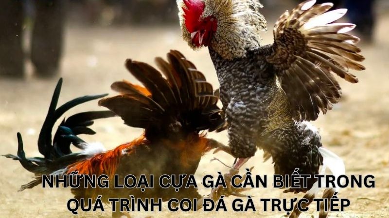 Những loại cựa gà cần biết trong quá trình coi đá gà trực tiếp